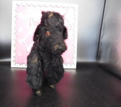 black steiff poodle snobby
